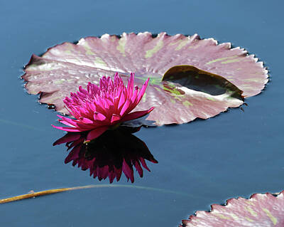 Lilies Rights Managed Images - Tropical Day Blooming Water Lily Royalty-Free Image by Allen Beatty