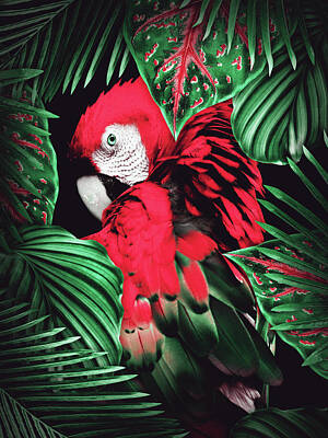 Birds Digital Art Rights Managed Images - Tropical parrot Royalty-Free Image by Mihaela Pater