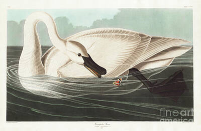 Animals Paintings - Trumpeter Swan from Birds of America 1827 by John James Audubon 1785 - 1851  etched by Robert H by Shop Ability