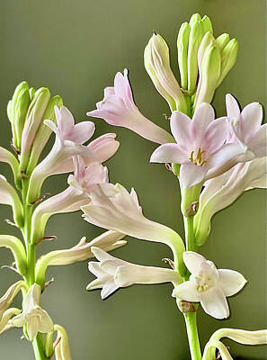 Still Life Rights Managed Images - Serenity Tuberose Royalty-Free Image by Nataile Thompson