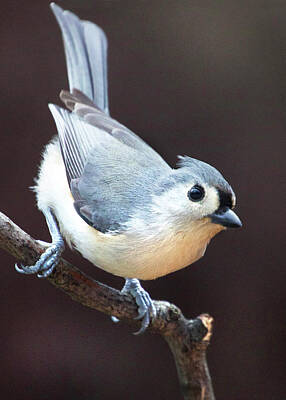 Stone Cold - Tufted Titmouse 11 by Brian McAward
