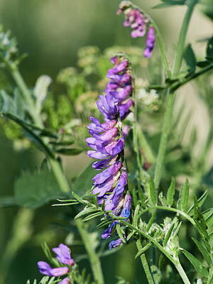 Kitchen Food And Drink Signs - Tufted Vetch 2 by Jouko Lehto