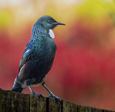 States As License Plates - Tui on a fence 1 by Mark Camilleri