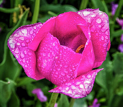 Bob Dylan - Pink Tulip with Raindrops by Frank Barnitz