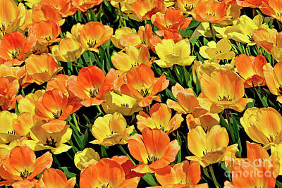 Michael Jackson Royalty Free Images - Tulip Bed in Orange and Yellow Royalty-Free Image by Regina Geoghan