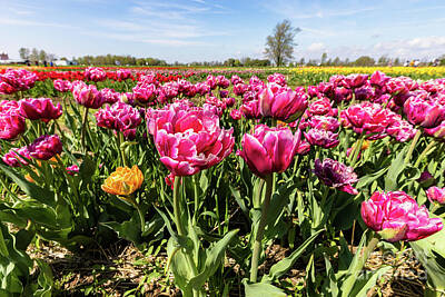 Everett Collection Rights Managed Images - Tulip Field Royalty-Free Image by Janice Noto