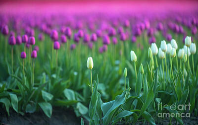 Royalty-Free and Rights-Managed Images - Tulip Fields Standout White Tulips by Mike Reid