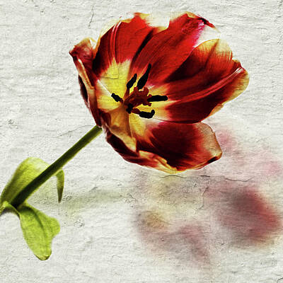 Abstract Flowers Rights Managed Images - Tulip Shadow Royalty-Free Image by Al Fio Bonina
