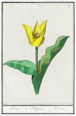 Graphic Tees - Tulip, Tulipa 1596-1610 by Anselmus Boetius de Boodt 19 by Shop Ability
