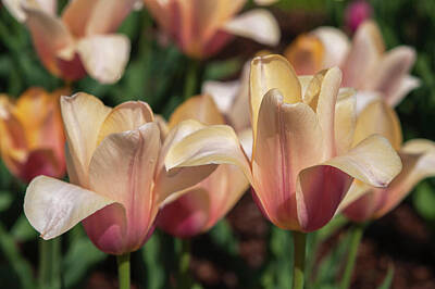 Lilies Photos - Tulipa Blushing Lady 2 by Jenny Rainbow
