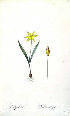 Lilies Drawings - Tulipa celsiana z2 by Botanical Illustration