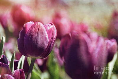 Whimsically Poetic Photographs - Tulips 14 #floral #tulip by Andrea Anderegg