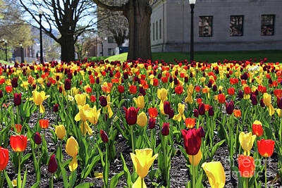 Colorful Pop Culture Rights Managed Images - Tulips at West Virginia State Capitol 9095 Royalty-Free Image by Jack Schultz