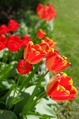 Photo Royalty Free Images - Tulips in red and yellow  Royalty-Free Image by Laura Vanatka