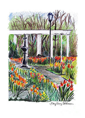 Best Sellers - Landscapes Drawings - Tulips in the Rose Garden by Mary Kunz Goldman