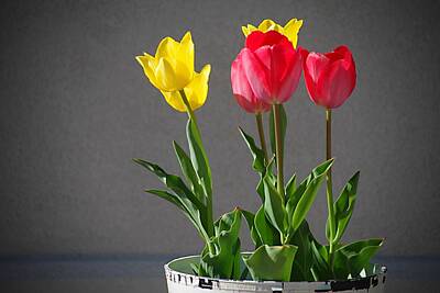 Game Of Thrones Rights Managed Images - Tulips Royalty-Free Image by S Dolinni