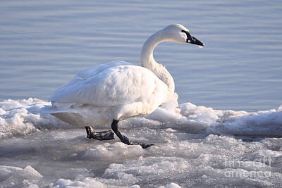 Beach House Signs - Tundra Swan On The Ice February 21, 2022 by Sheila Lee