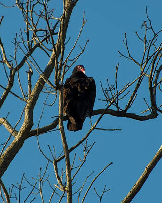 Cowboy - Turkey Vulture In A Tree by Flees Photos