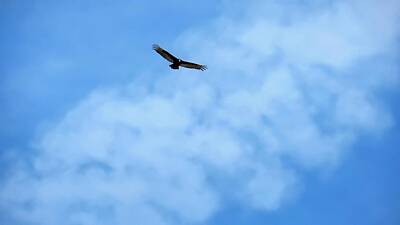 Lets Be Frank - Turkey Vulture in Flight by Judy Kennedy