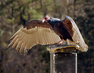 Animals And Earth Rights Managed Images - Turkey Vulture Wings Spread Royalty-Free Image by Norma Brandsberg