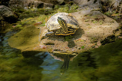 Reptiles Royalty Free Images - Turtle Enjoying the Sunshine Royalty-Free Image by Debra Martz