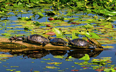 Reptiles Photo Royalty Free Images - Turtle Row Spa Royalty-Free Image by Norma Brandsberg