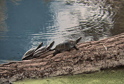 Reptiles Photos - Turtle Trio - Painted Turtles, Chrysemys picta, sunning on a log at Lake Kegonsa, WI by Peter Herman