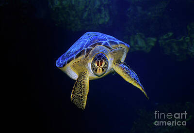 Beach Royalty Free Images - Turtle Underwater Royalty-Free Image by Savannah Gibbs