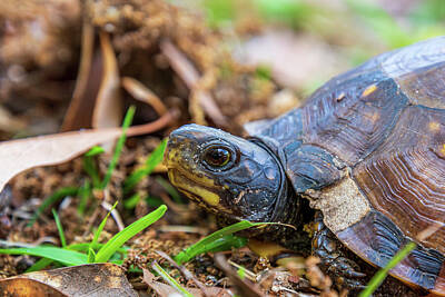 Reptiles Rights Managed Images - Turtle Up Close Royalty-Free Image by Trey Cranford