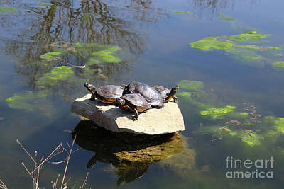 Reptiles Royalty Free Images - Turtles Basking in the Sun Royalty-Free Image by Dr Debra Stewart