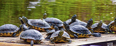 Reptiles Royalty Free Images - Turtles Royalty-Free Image by Pamela Bickett
