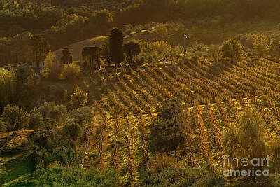 Wine Photos - Tuscan Countryside - Golden Vineyards by Jenny Rainbow