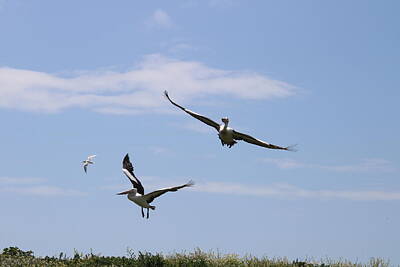 Sir Lawrence Almatadema - Two Pelicans and a Tern in flight by Michaela Perryman
