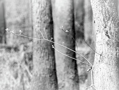 Rose - Twig in Black and White by James C Richardson