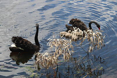 Comedian Drawings Rights Managed Images - Two Black Swans in Perth Royalty-Free Image by Michaela Perryman