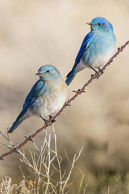 Fantasy Photos - Two Bluebirds on a Wire by Janis Knight