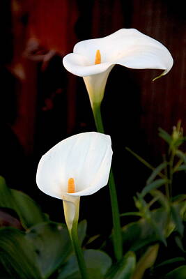Florals Photos - Two Calla Lilies on Dark Background by Masha Batkova