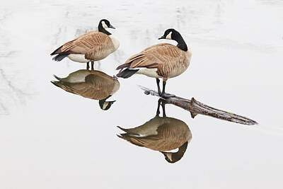 Blooming Daisies - Two Canada Geese Reflections by Marlin and Laura Hum