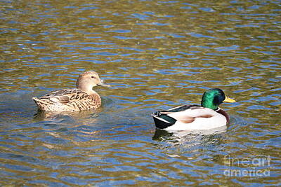Stock Photography Rights Managed Images - Two Ducks Swimming Royalty-Free Image by Carol Groenen