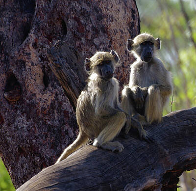 Mountain Landscape Rights Managed Images - Two Monkeys Royalty-Free Image by Linda Groom
