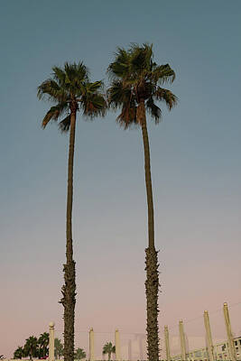 Lighthouse - Two Palm Trees at Sunset by Liz Albro