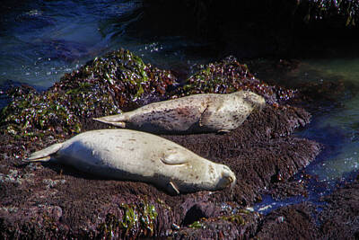 On Trend Light And Airy - Two plump harbor seals on the rocks  by Jeff Swan