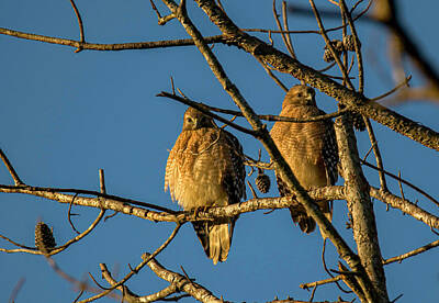 Negative Space Rights Managed Images - Two Red Shouldered Hawks Royalty-Free Image by Sandra J