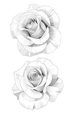 Abstract Flowers Drawings - Two Roses Pencil Drawing 17 by Matthew Hack