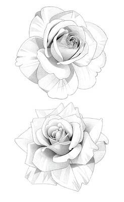 Roses Drawings - Two Roses Pencil Drawing 2 by Matthew Hack