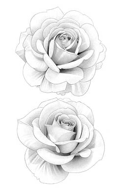 Abstract Flowers Drawings - Two Roses Pencil Drawing 24 by Matthew Hack