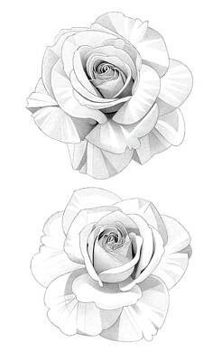 Abstract Flowers Drawings - Two Roses Pencil Drawing 3 by Matthew Hack
