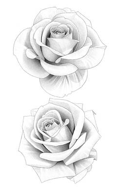 Abstract Flowers Drawings - Two Roses Pencil Drawing 30 by Matthew Hack
