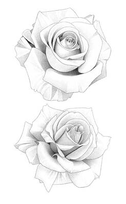 Abstract Flowers Drawings - Two Roses Pencil Drawing 32 by Matthew Hack