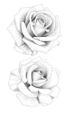 Abstract Flowers Drawings - Two Roses Pencil Drawing 33 by Matthew Hack
